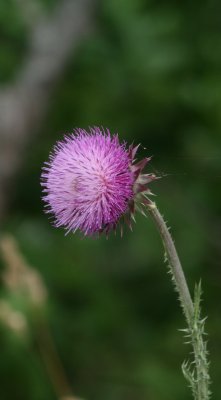 IMG_3085a.jpg