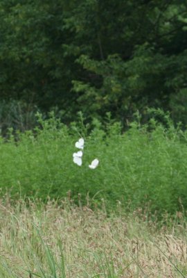 IMG_3126a.jpg