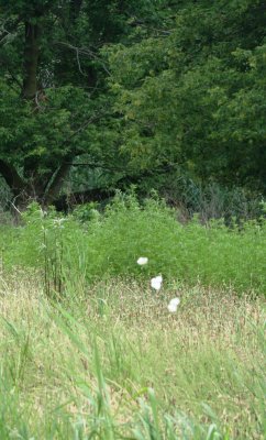 IMG_3127a.jpg