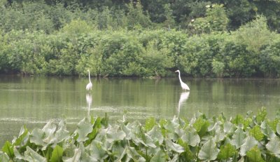 IMG_3142a.jpg