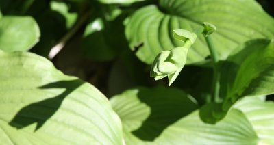 IMG_0084a.jpg