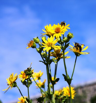 IMG_9828a.jpg
