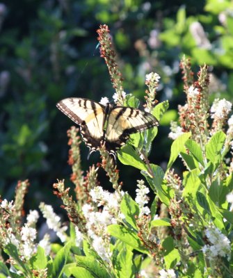 IMG_9845a.jpg