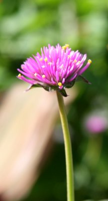 IMG_9906.JPG