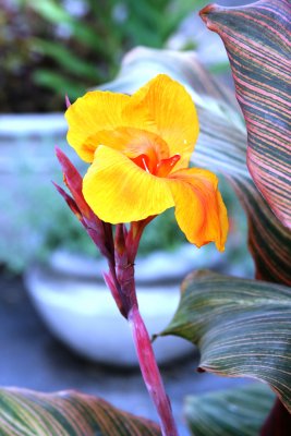 IMG_9887.JPG