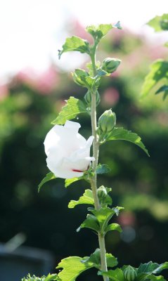 IMG_0178.JPG
