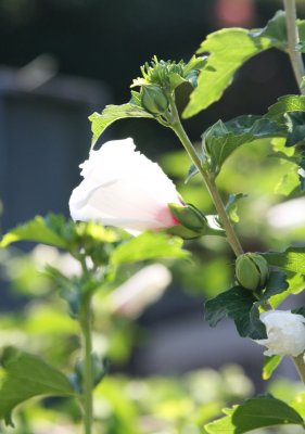 IMG_0179.JPG