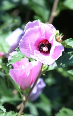 IMG_0185.JPG