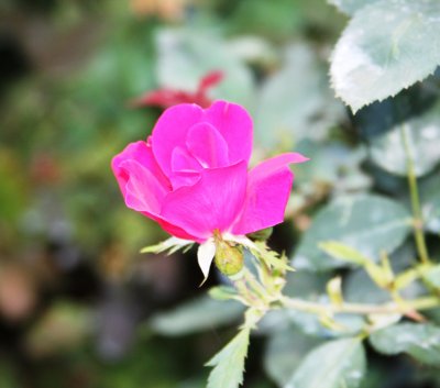 IMG_9805.JPG
