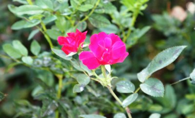 IMG_9808.JPG