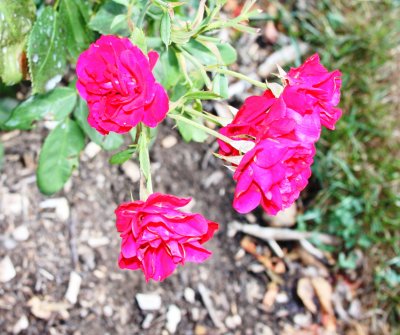 IMG_9813.JPG