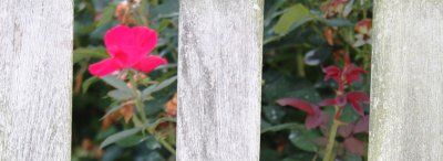 IMG_9817a.jpg