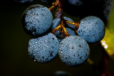 Grapes before harvest