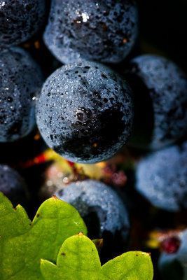 Grapes_0156.jpg