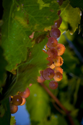 Grapes_0277.jpg