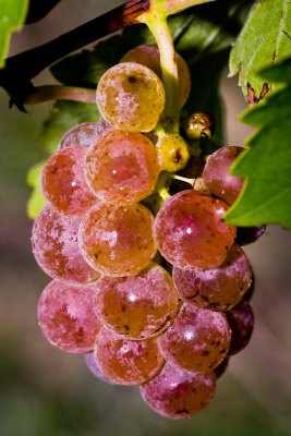 Grapes_0341.jpg