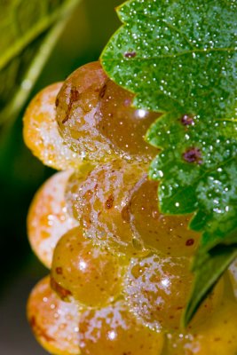 Grapes_0351.jpg