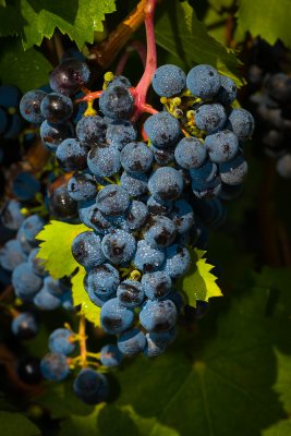 Grapes_0448.jpg