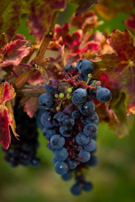 Grapes_8460.jpg