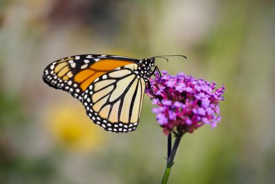 Butterflies & Dragonflies!!