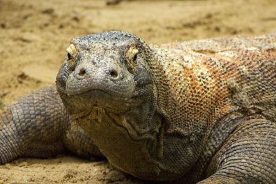 Komodo Dragon 01.jpg