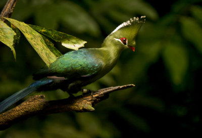 Knysna Turaco 07.jpg