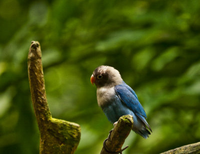 Black masked Lovebird.jpg