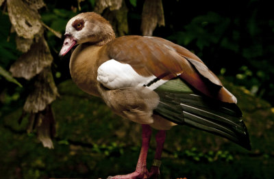 Egyptian Goose.jpg