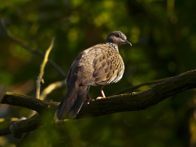 Spotted Dove 01.jpg