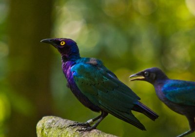 Purple Headed Glossy Starling 02.jpg