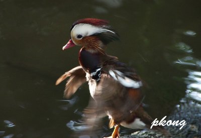 Mandarin duck 01.jpg