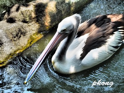 Pelican 03-Dramatic Tone Filter.jpg