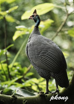 Helmeted Guinea Fowl 01.jpg