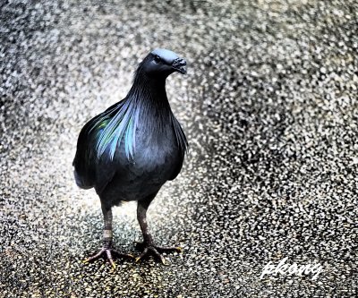 Nicobar Pidgeon 02.jpg