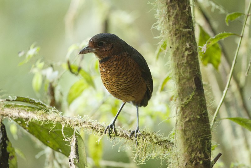 Giant Antpitta 2569.jpg