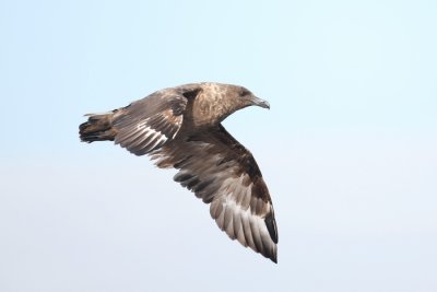 Brown Skua_8432_D.JPG