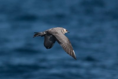 Long-tailed Jaeger 3874_D.JPG