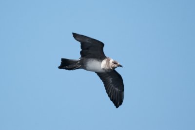 Long-tailed Jaeger_3872_D.JPG