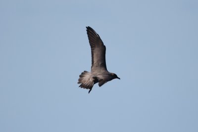 Long-tailed Jaeger_8383_D.JPG