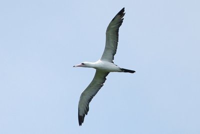 Abbotts Booby7479b.jpg