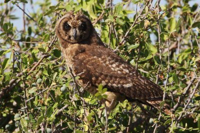 African Marsh Owl 3439s.jpg