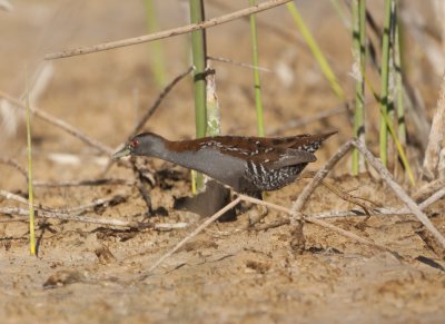 Baillon's Crake 2948s.jpg