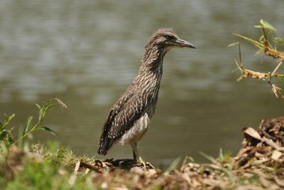 Black-crowned Night-Heron2909s.jpg