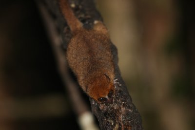 Brown Mouse Lemur 3728s.jpg