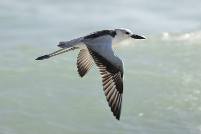 Crab Plover 3417s.jpg