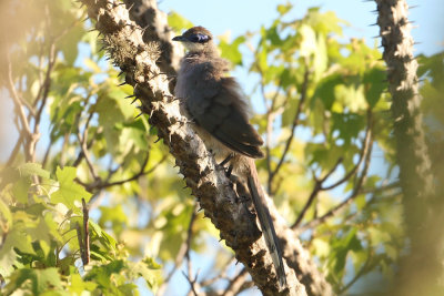 Green-capped Coua 3021s.jpg