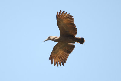 Hamerkop 3637s.jpg