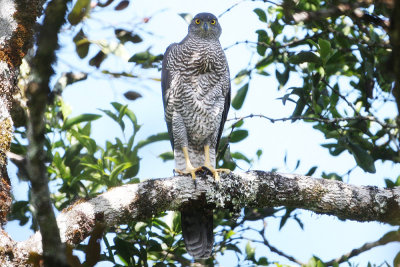 Henst's Goshawk 3777s.jpg