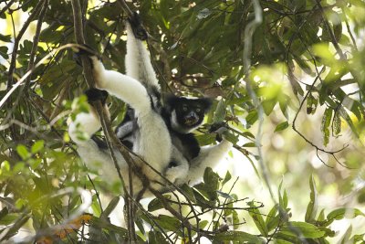 Indri 4770s.jpg