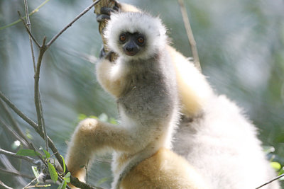 Lemur Sp 4699.jpg